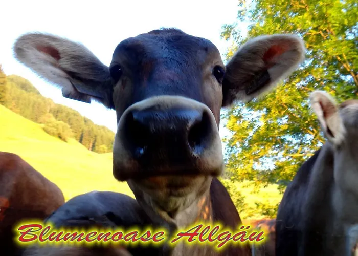 Blumenoase Allgaeu Daire