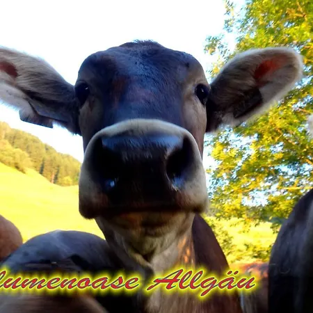 Blumenoase Allgaeu 公寓